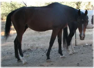 horse rescue