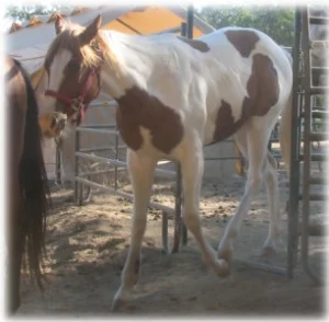 horse rescue