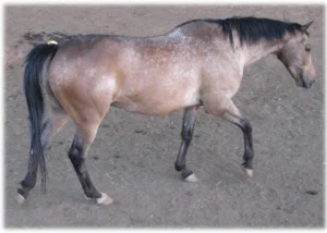 horse rescue