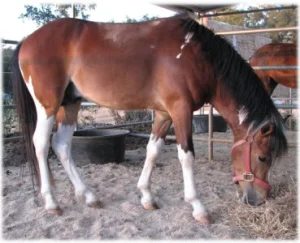 horse rescue