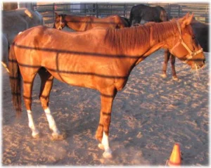 horse rescue