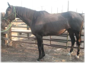 horse rescue