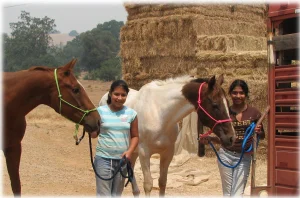 horse rescue