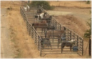 horse rescue