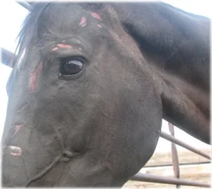 horse rescue