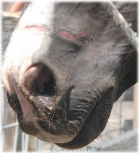 horse rescue