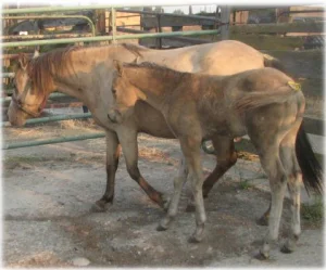 horse rescue