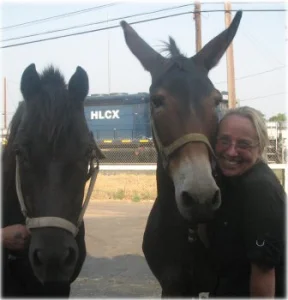 horse rescue