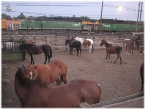 horse rescue