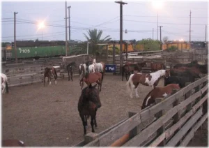 horse rescue