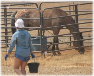 horse rescue
