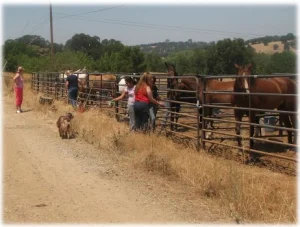 horse rescue