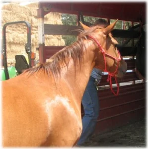 horse rescue