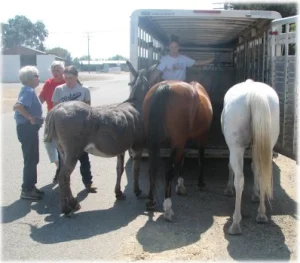 horse rescue