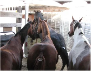 horse rescue