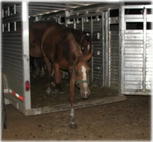 horse rescue