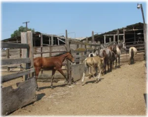 horse rescue