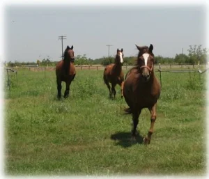 horse rescue