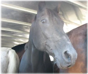 horse rescue