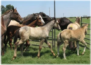 horse rescue
