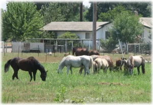 horse rescue