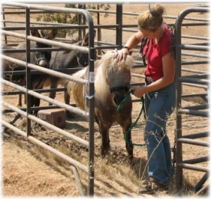 horse rescue