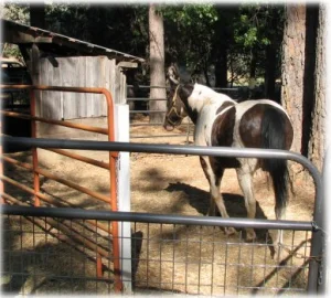 horse rescue