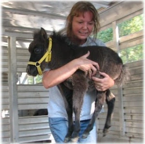 horse rescue
