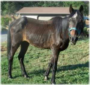 horse rescue