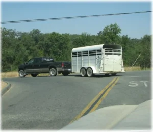 horse rescue