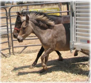 horse rescue