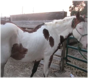 horse rescue