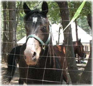 horse rescue