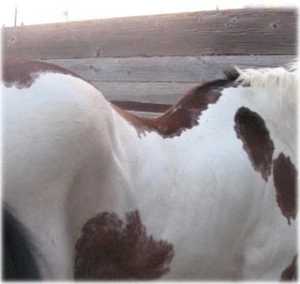 horse rescue