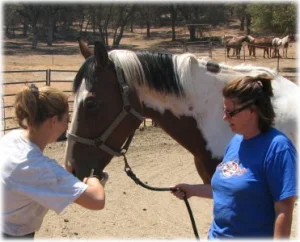 horse rescue