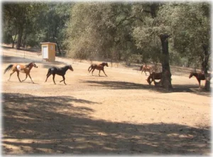 horse rescue