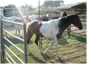 horse rescue