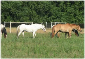 horse rescue