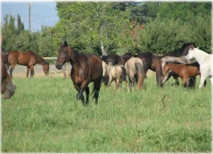 horse rescue