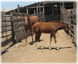 horse rescue