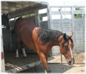 horse rescue