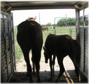 horse rescue