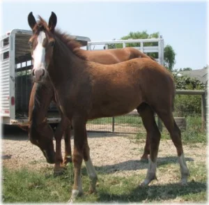 horse rescue