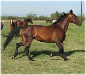 horse rescue