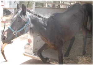 horse rescue