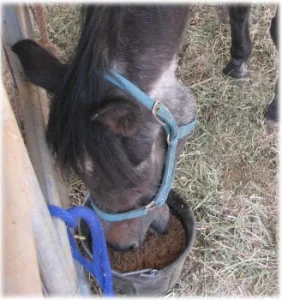 horse rescue