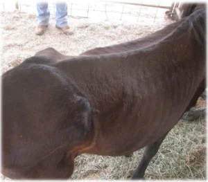 horse rescue