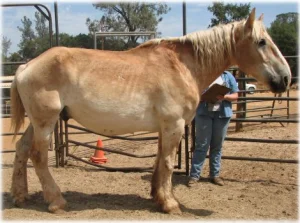 horse rescue