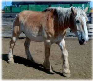 horse rescue