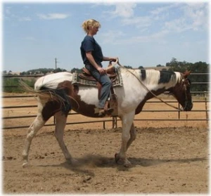 horse rescue